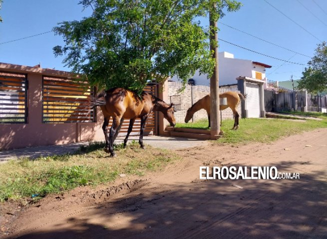 Caballos sueltos en las calles de la ciudad, una postal que preocupa cada vez más a los vecinos