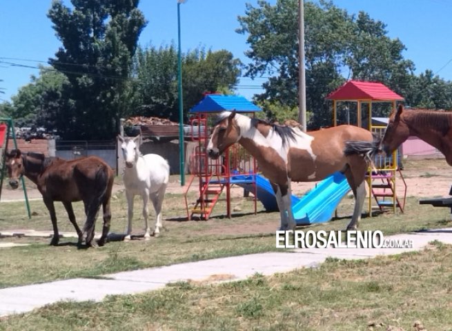 Ahora los caballos ocupan la Plaza de las Infancias recientemente inaugurada