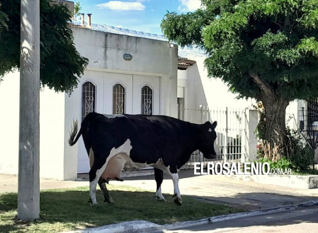 Animales sueltos: una vaca paseando por Albatros XX