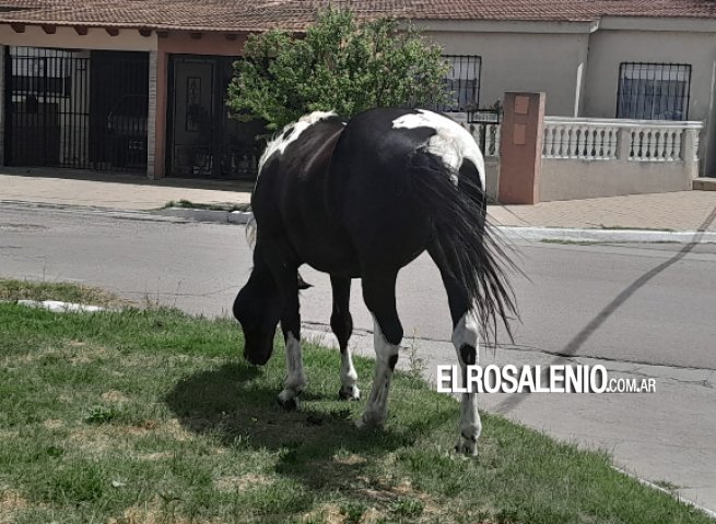 Animales sueltos: una vaca paseando por Albatros XX