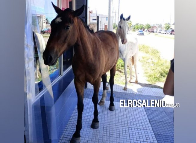 Foto del lector: Caballos en zona norte y sur de la ciudad