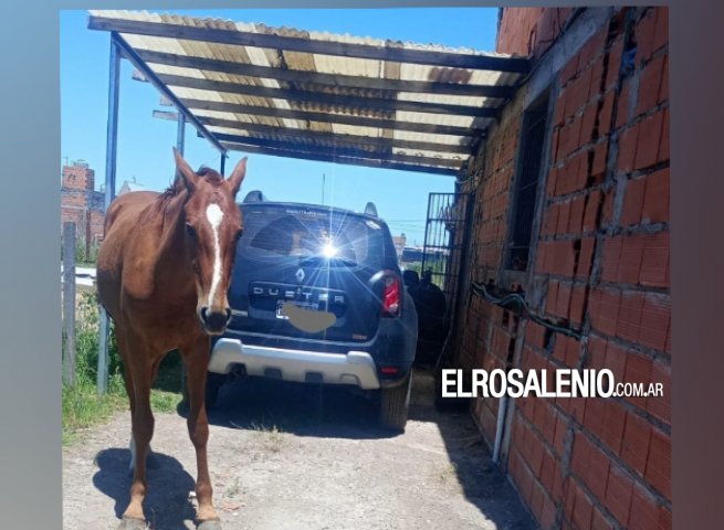 Foto del lector: Caballos en zona norte y sur de la ciudad