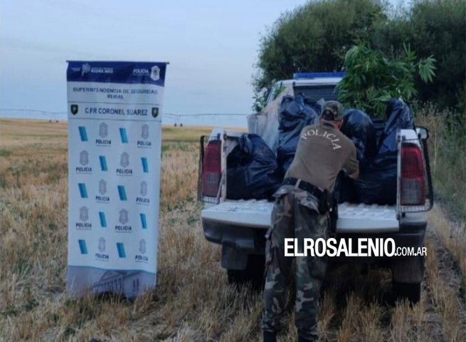 Siembra clandestina: secuestran más de 600 plantas de cannabis en Coronel Suárez