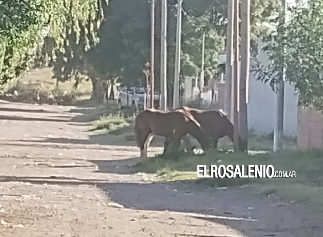 Nuevamente reclaman por caballos sueltos en Nueva Bahía Blanca