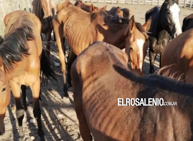 En el Paraje Lartigau: condenado por someter a maltratos a seis caballos 
