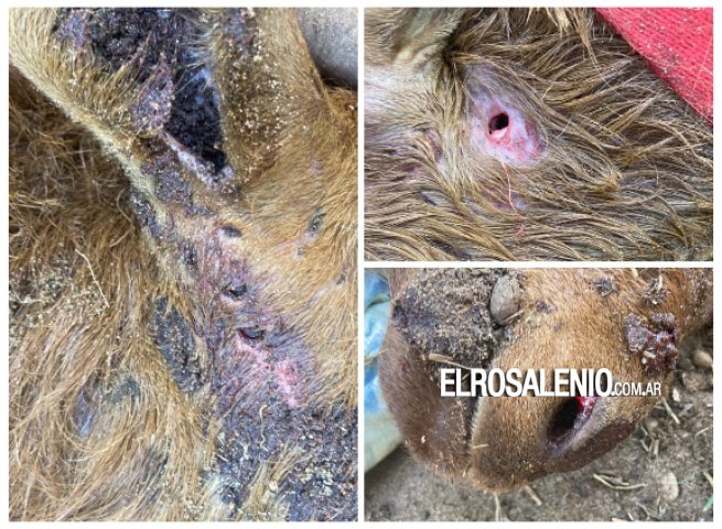 Denuncia que un puma mató a su cabra en el patio de su casa en Pehuen Co