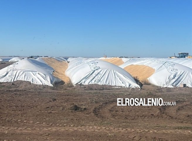 Volvió el vandalismo rural: en Bahía Blanca rompieron 5 silobolsas con mercadería por $300 millones