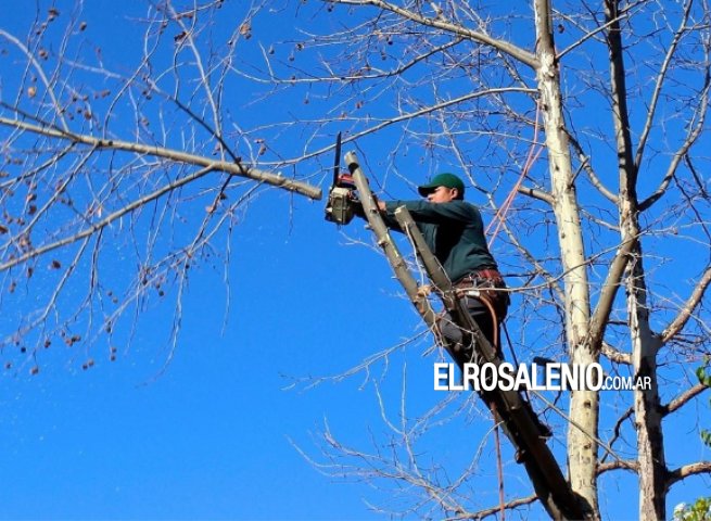 El Municipio estableció nuevos cambios en los permisos de poda para este año