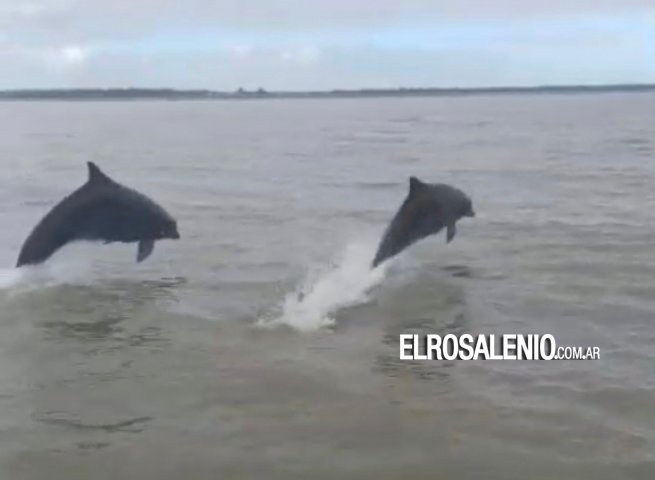  Pescadores de Villa del Mar fueron sorprendidos por delfines