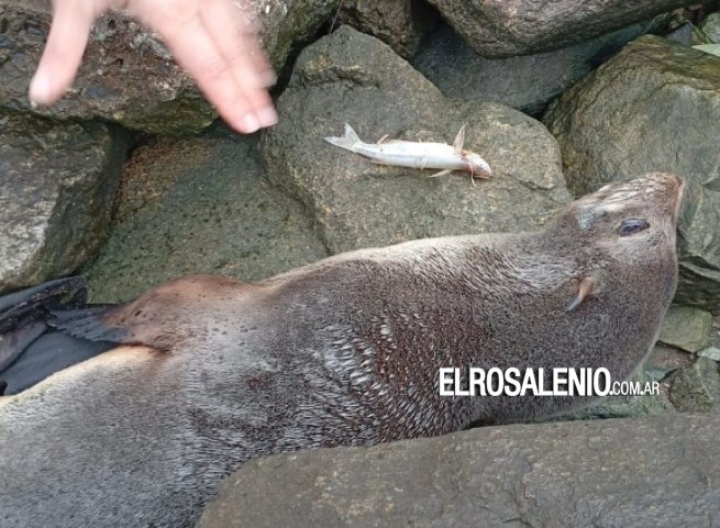 Presencia de lobos marinos en la costa: “llegan a descansar, no hay que intervenir ni acercarse“
