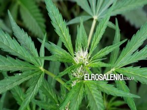 Jujuy: inició la cosecha de cannabis “más importante de Latinoamérica“