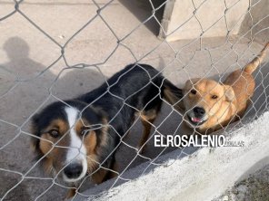 Vecinos pringlenses juntan firmas para evitar el encierro de perros