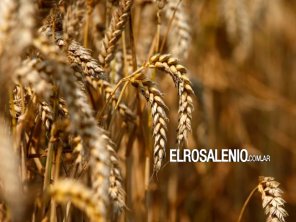 El trigo sube más de un 4% y cotiza por encima de los USD 451 la tonelada