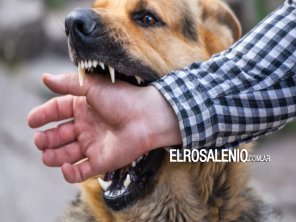 Por ataques de perros, van a multar a quienes tengan a sus mascotas en la vía pública
