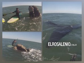 “Hermoso el cortejo enredados con las ballenas“ dijo el remero Diego Schulz