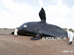 Ya son 30 las ballenas muertas en el Golfo Nuevo 