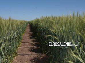 La sequía no para y analistas prevén la peor cosecha de trigo en siete años