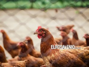 Gripe aviar: Mueren más de 200.000 gallinas y hay casos en 10 provincias 