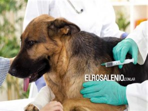 Vacunarán a mascotas de forma gratuita en la Nueva Bahía Blanca