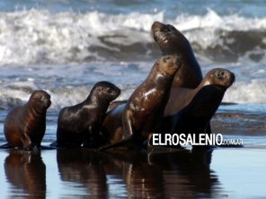 Detectaron gripe aviar en lobos marinos muertos en la costa atlántica