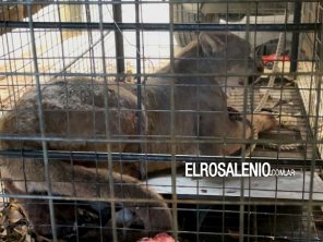 Capturaron un puma que apareció en el barrio ATE 4