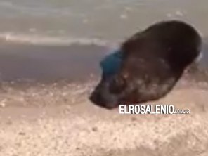 La Armada cerró preventivamente Punta Ancla por la aparición del lobo marino