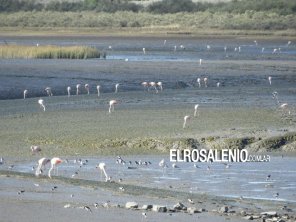 Humedal Hapic invita al Censo de Basura en Playa 