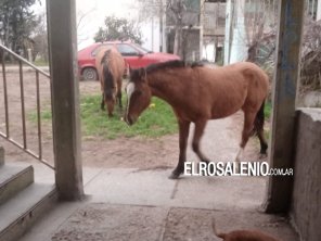 Dos caballos sueltos preocupan a vecinos de distintos barrios 