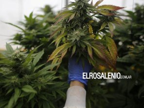 Se modificó el régimen del uso medicinal del cannabis en Argentina: cuáles son los nuevos requisitos