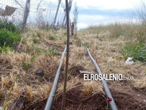 Plantan cortina forestal con sistema de riego en el frente del basural