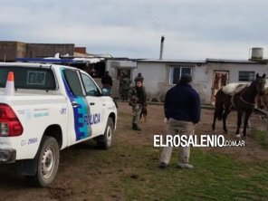 Desmantelan red clandestina de peleas de perros con apuestas