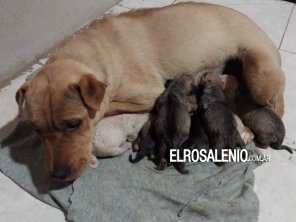 Abandonó a siete cachorros en una bolsa de residuos: está detenido