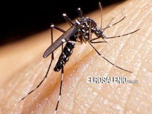 “Hasta ahora no apareció ningún mosquito Aedes, pero no quiere decir que no esté”