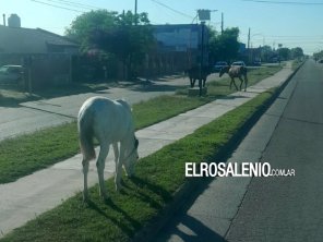 Otra vez la preocupación por caballos sueltos, ahora en Avenida Tucumán 