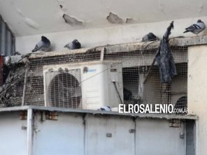  Preocupación por las palomas: harán un nuevo estudio para controlar la sobrepoblación 