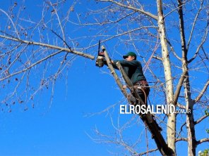 El Municipio estableció nuevos cambios en los permisos de poda para este año