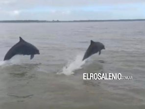  Pescadores de Villa del Mar fueron sorprendidos por delfines