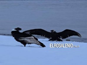 Nueve cóndores andinos aparecieron en la costa del Nahuel Huapi