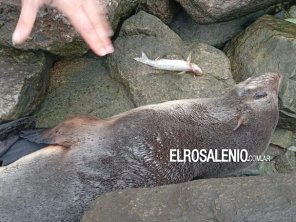 Presencia de lobos marinos en la costa: “llegan a descansar, no hay que intervenir ni acercarse“