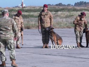 El Concejo Deliberante distinguirá a la Agrupación de Perros de Guerra de la Armada Argentina