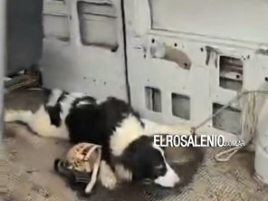 Rescataron cerca de 9 perros en allanamiento